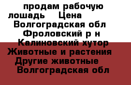 продам рабочую лошадь  › Цена ­ 75 000 - Волгоградская обл., Фроловский р-н, Калиновский хутор Животные и растения » Другие животные   . Волгоградская обл.